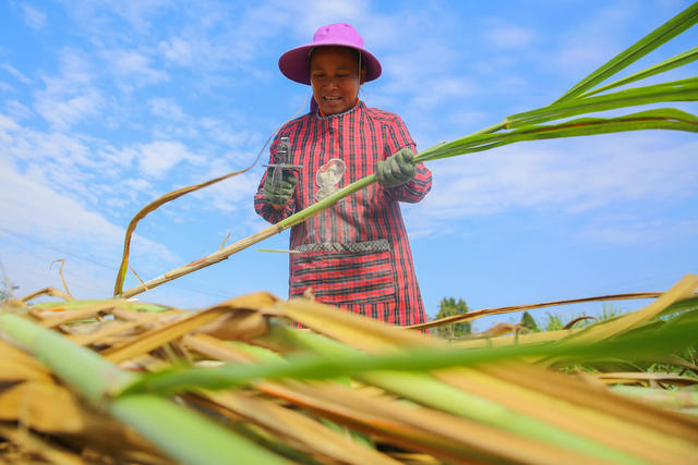 蔗农 甘蔗 红糖 经济 收割 田间 农业 乡村 