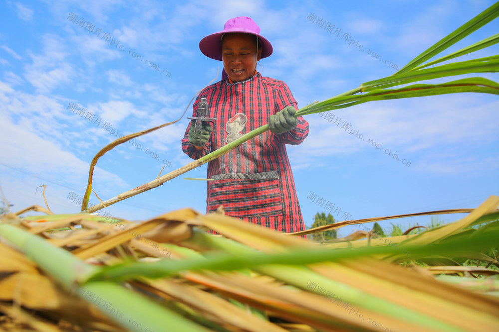 蔗农 甘蔗 红糖 经济 收割 田间 农业 乡村 
