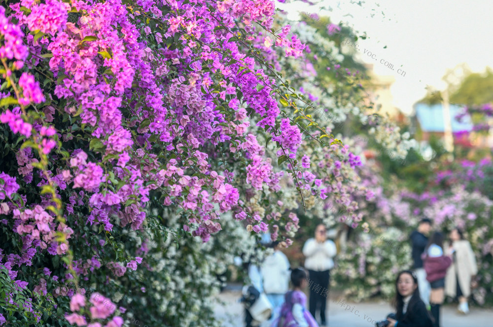 湖南道县：三角梅花开引客来