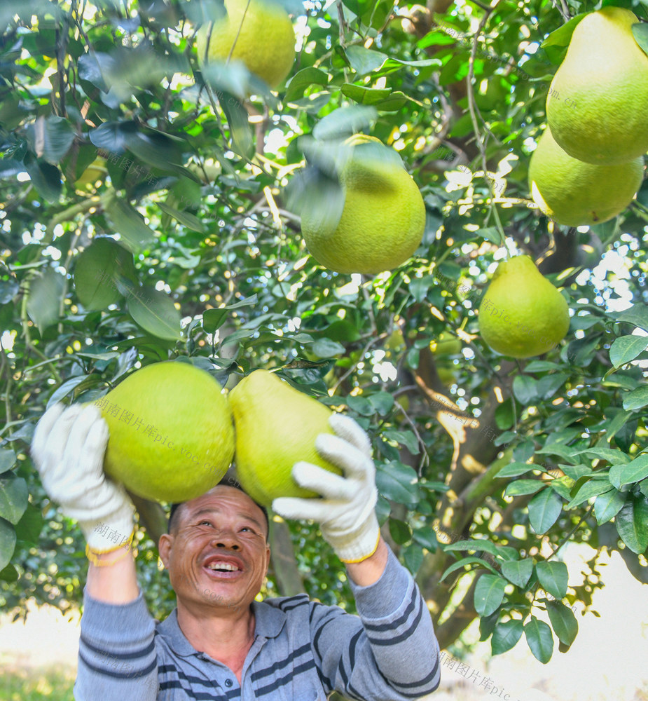 湖南道县：“柚”迎丰收 农增收