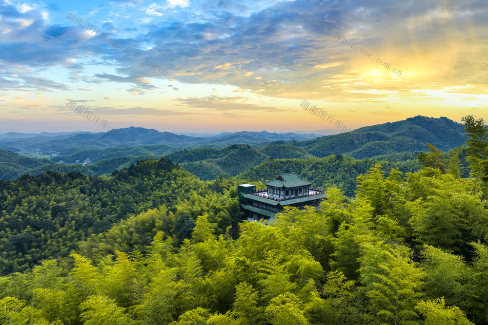 桃花江竹海 竹海 竹林 竹产业 林下经济 林业