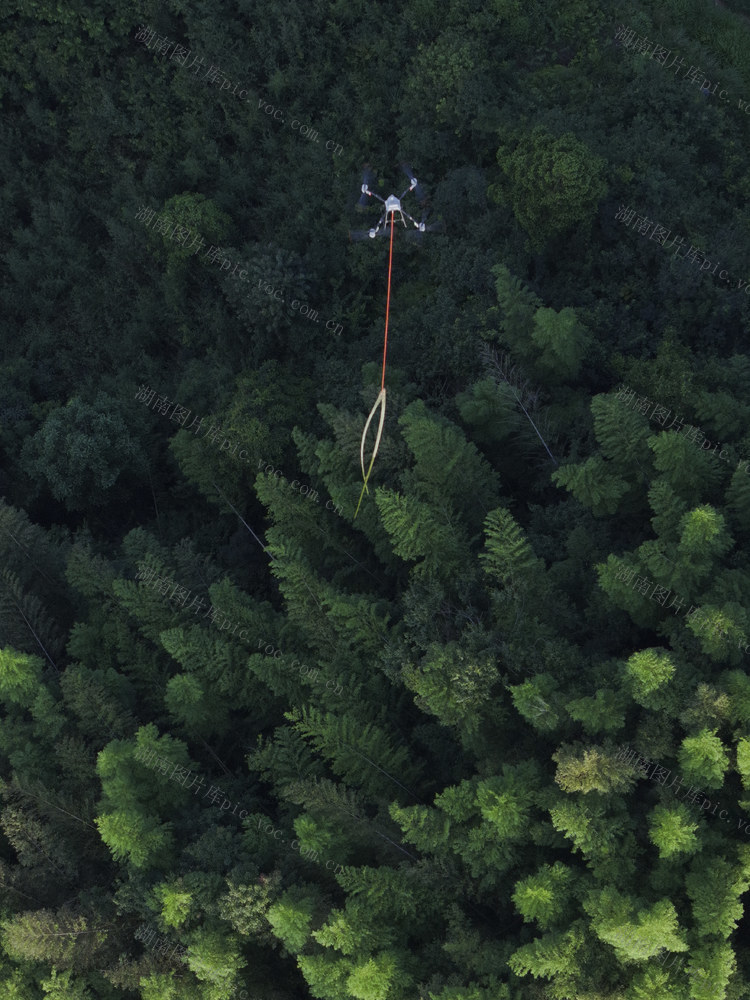 毛竹、竹海、竹子