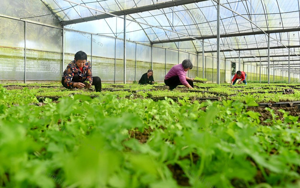 育秧大棚 一棚多用 种植 移栽 蔬菜 芹菜 农民 农村 农作物 冬闲 农业设施 增收 土地利用 