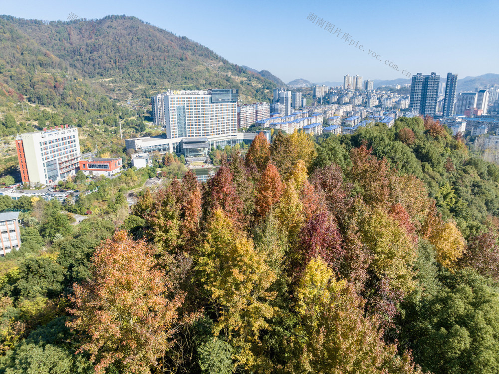 色彩斑斓 森林城市 
