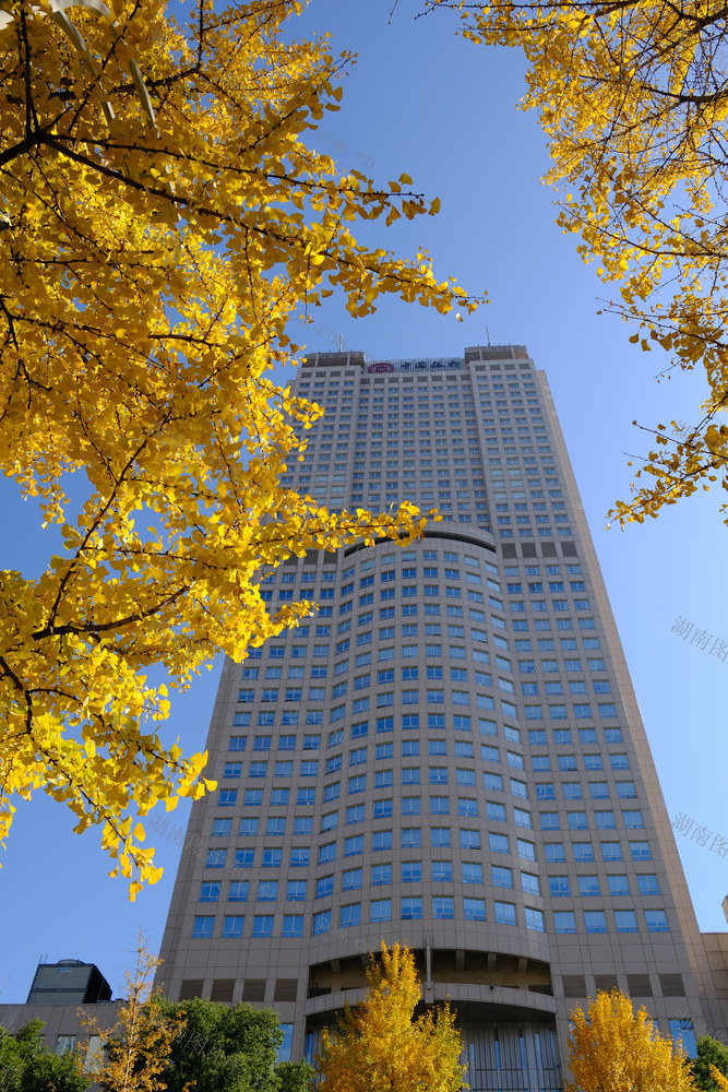 银杏黄 城市美