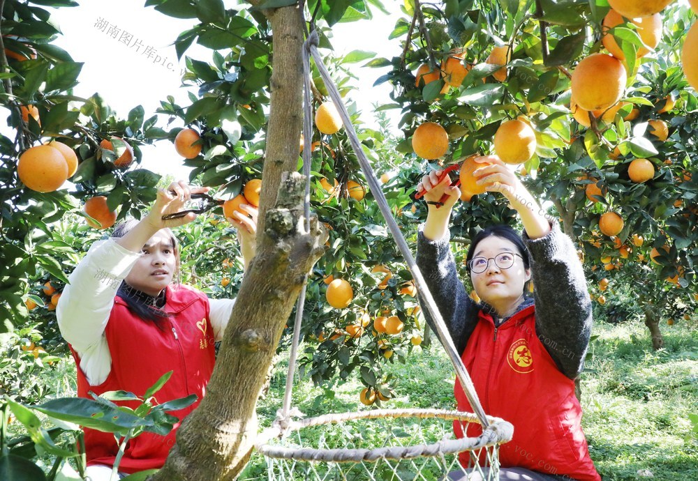 党员助农采收柑橘