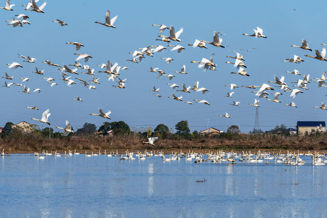 小天鹅  东古湖  越冬