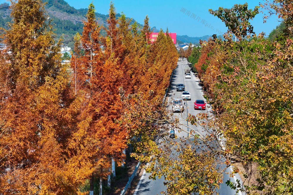 公路、交通、水杉、乡村、农村