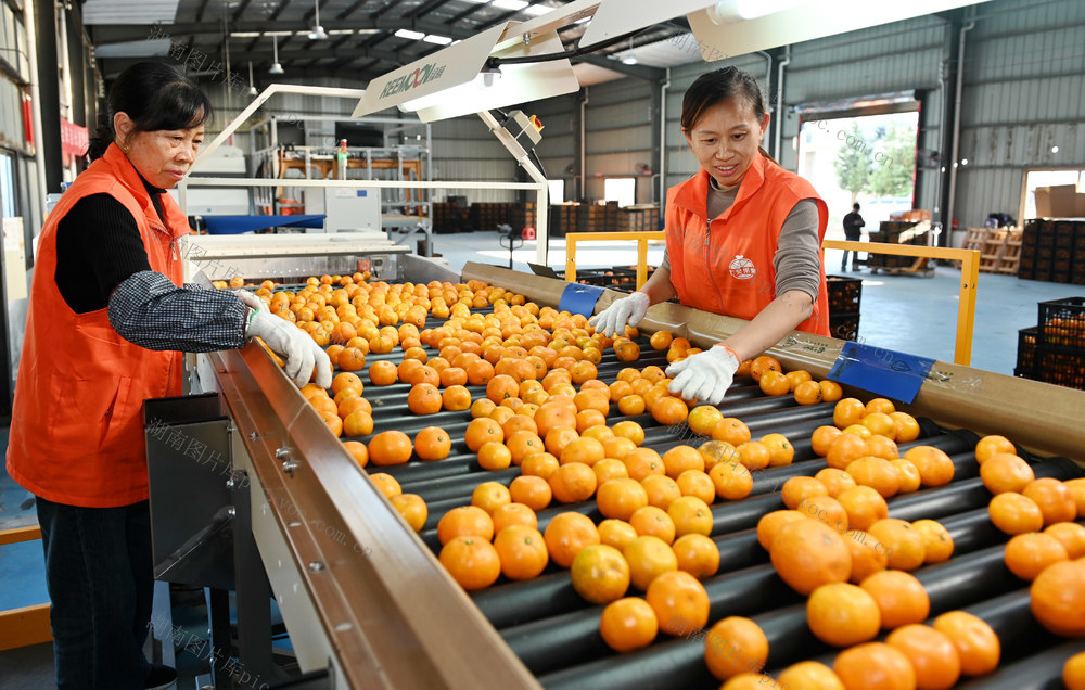 智能化,柑橘,,选果,企业,加工,智能选果,市场,农产品,智能生产线,效益,经济,工人,助农增收,水果 科技