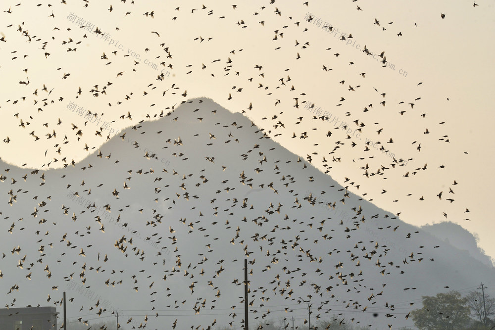 嘉禾：万鸟齐飞