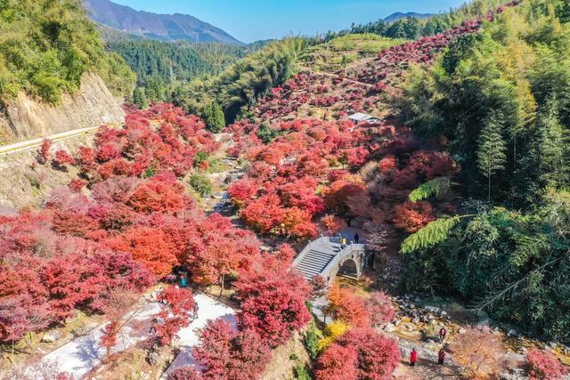 红枫 枫叶 枫树 自然 风景 旅游