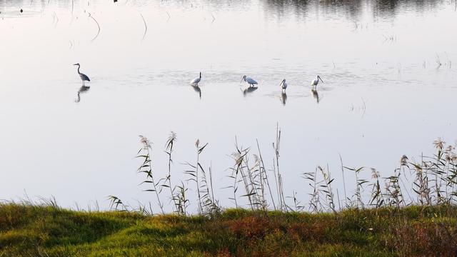 洞庭湖 候鸟 西洞庭 东方白鹳 白琵鹭 鸿雁 天鹅