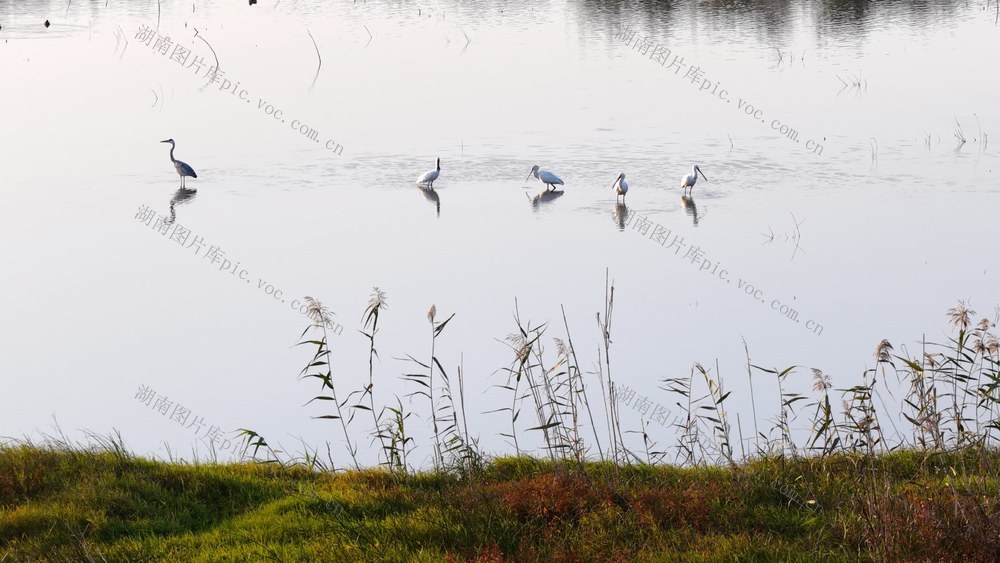 洞庭湖 候鸟 西洞庭 东方白鹳 白琵鹭 鸿雁 天鹅