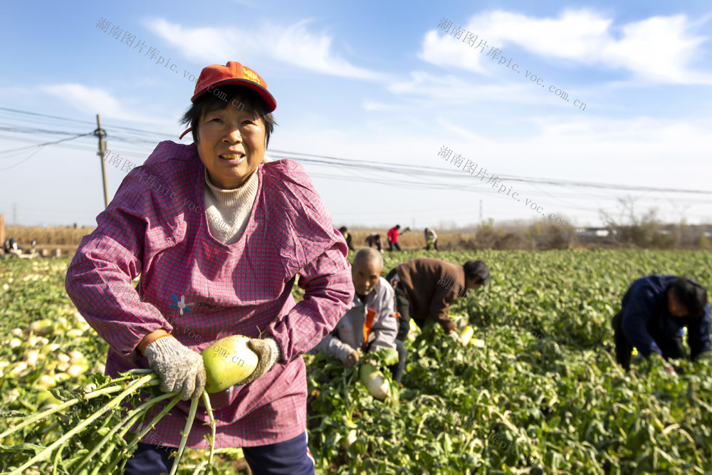 白萝卜 家庭农场 有机蔬菜 水灵灵 萝卜缨 保鲜 菠菜 分拣 装袋 托运 铲车 铲斗 卷尺
