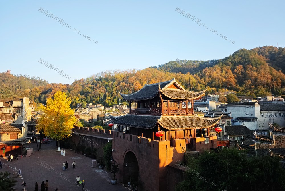 凤凰古城  西门城  银杏 金装 迎观赏  游客 打卡  拍照 