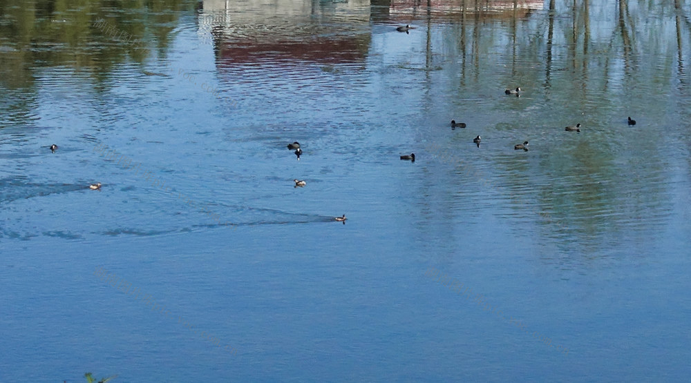 保护动物现苗乡