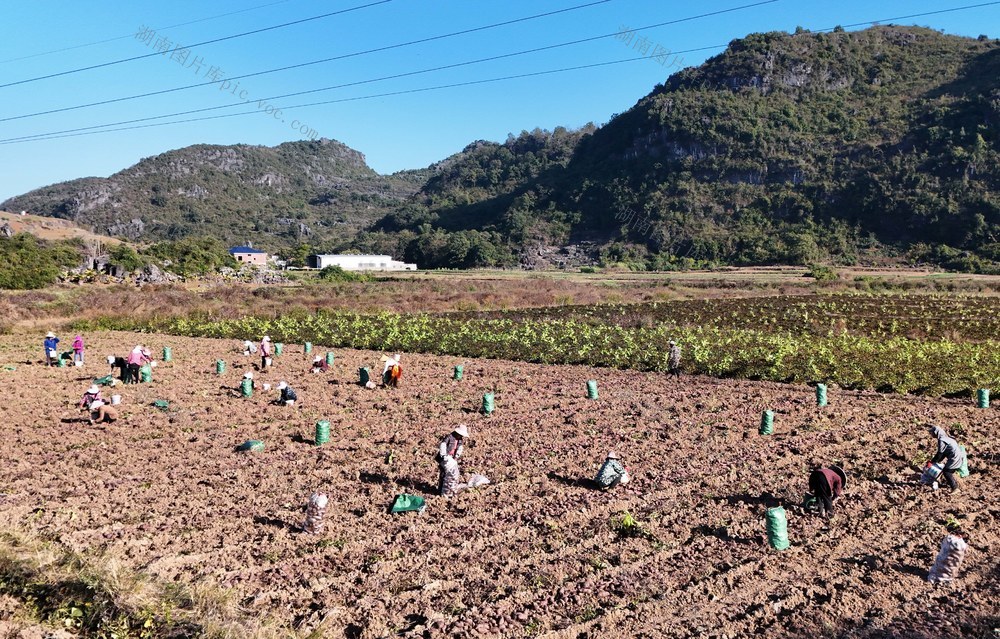  “甜蜜”产业  增收致富
