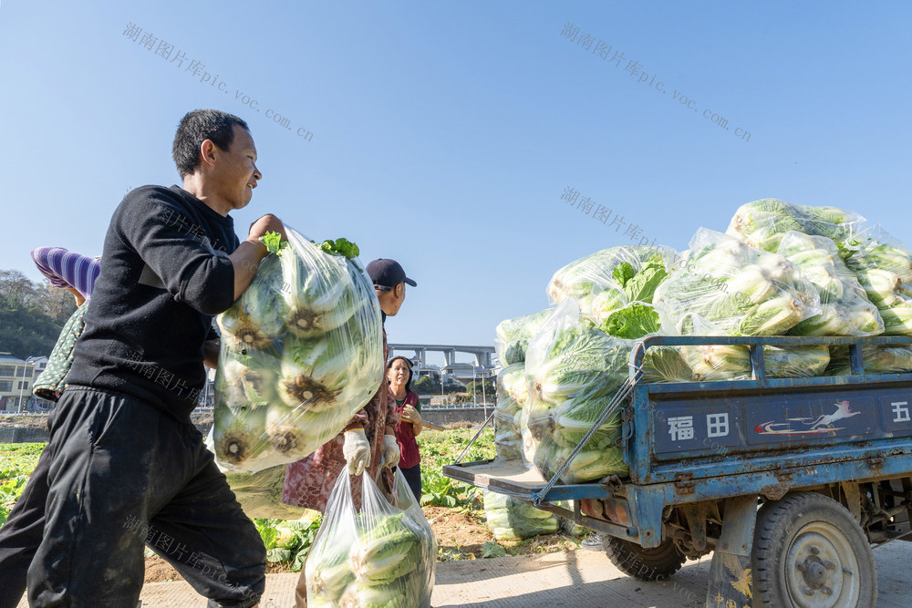 蔬菜经济   订单白菜采收   确保全年红