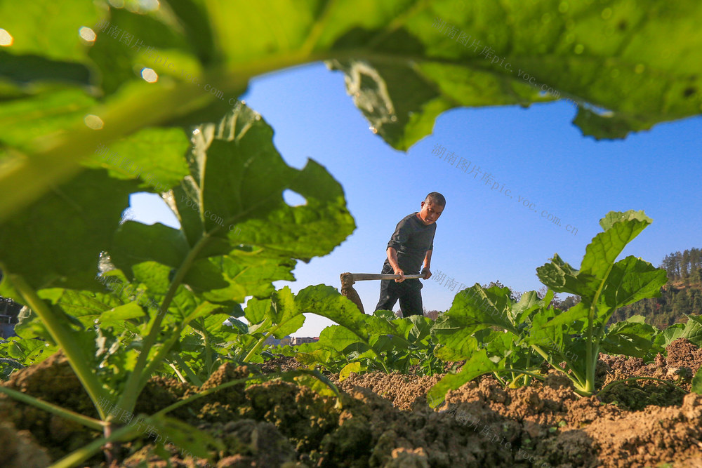 湖南，龙山，冬日，劳作，施肥，除草，管护，庄稼