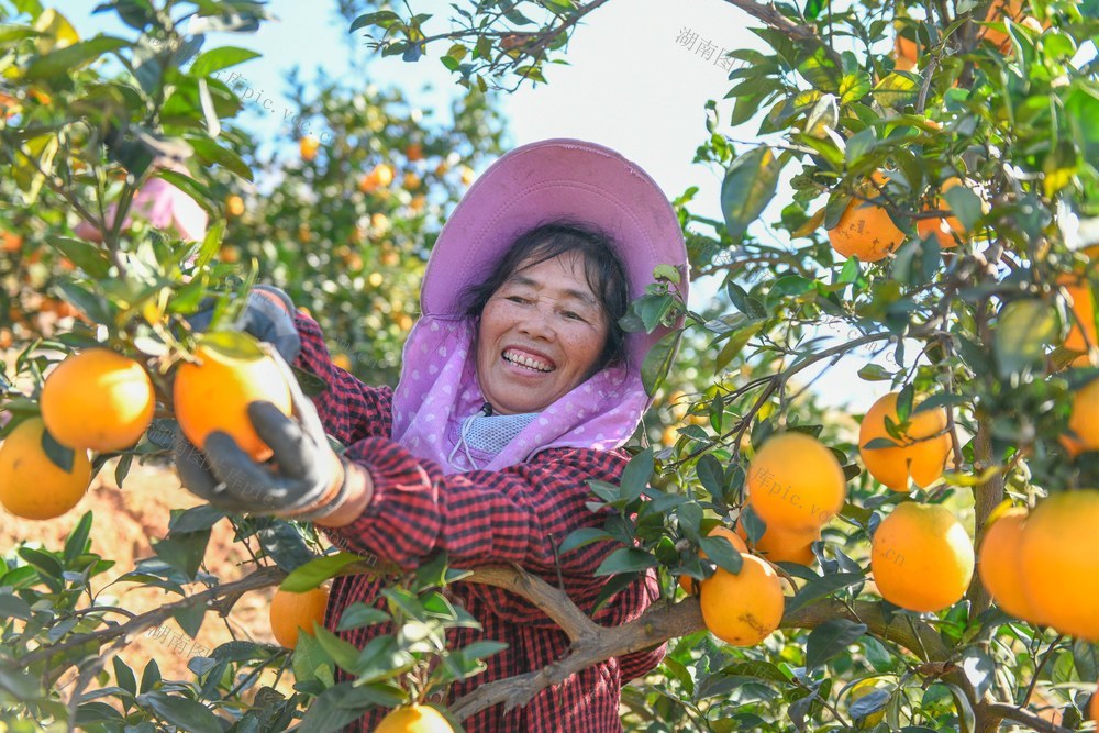 湖南道县：脐橙飘香