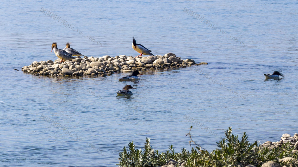 中华秋沙鸭 野生动物 候鸟 生态保护 环境保护 濒危物种