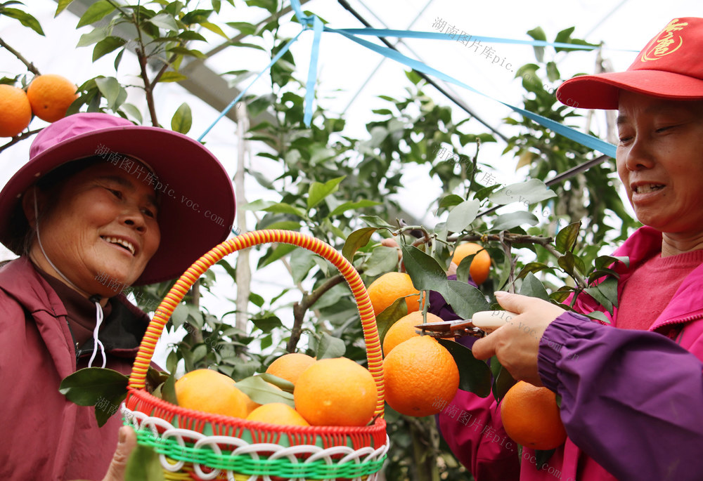 城步  合作社 红美人  未摘先售