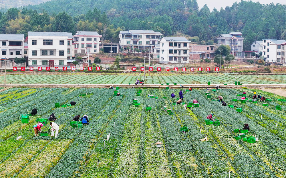 冬种  蔬菜  增收  促振兴