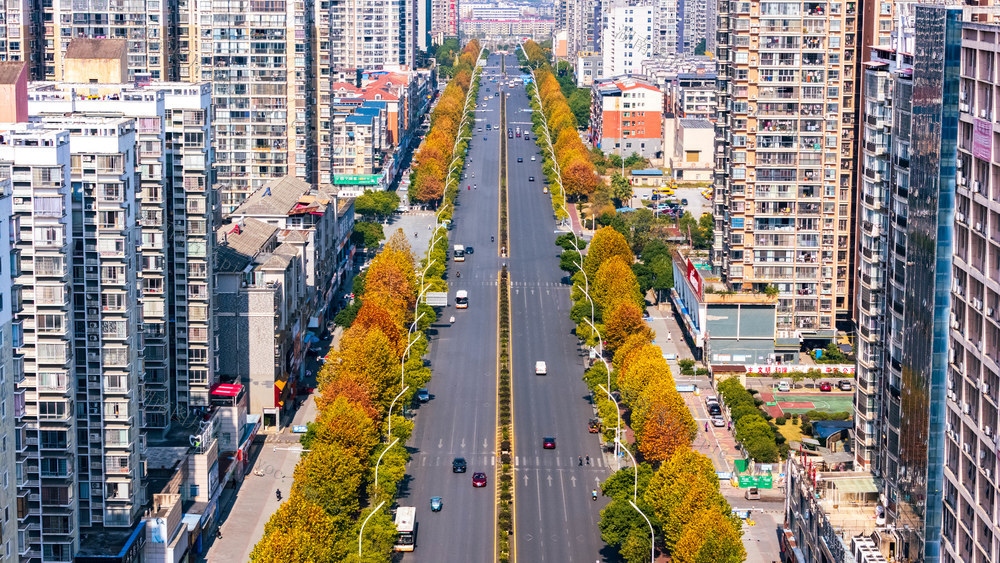冬日景观 城市美景 梧桐 民生 园林景观