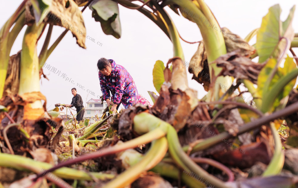 槟榔芋 种植 采收