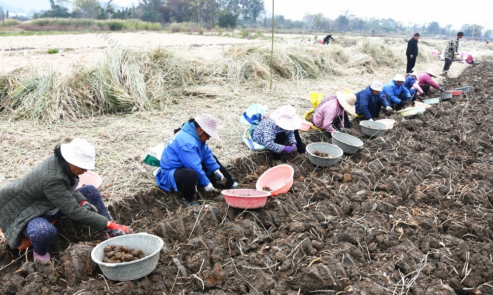 特色产业助增收