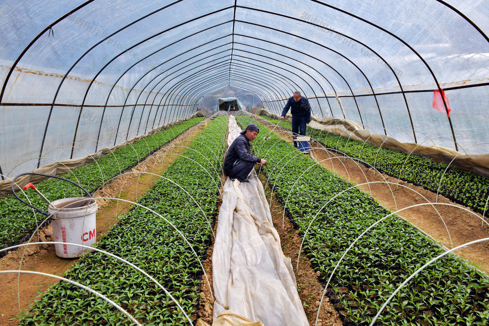 冬季 育苗 蔬菜 农民 产业