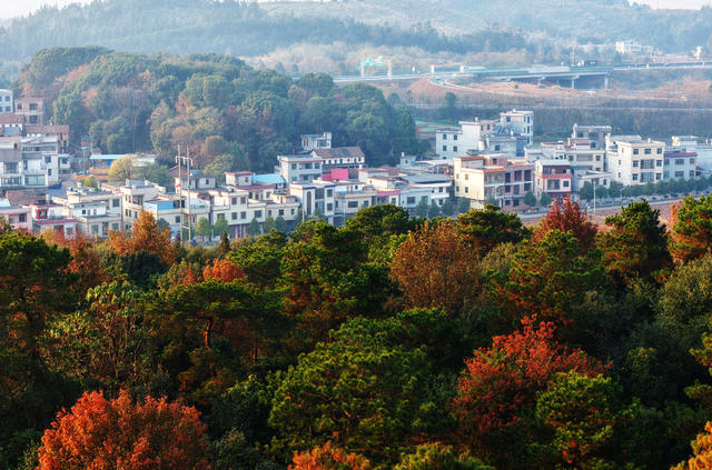 嘉禾：冬日乡村生态美