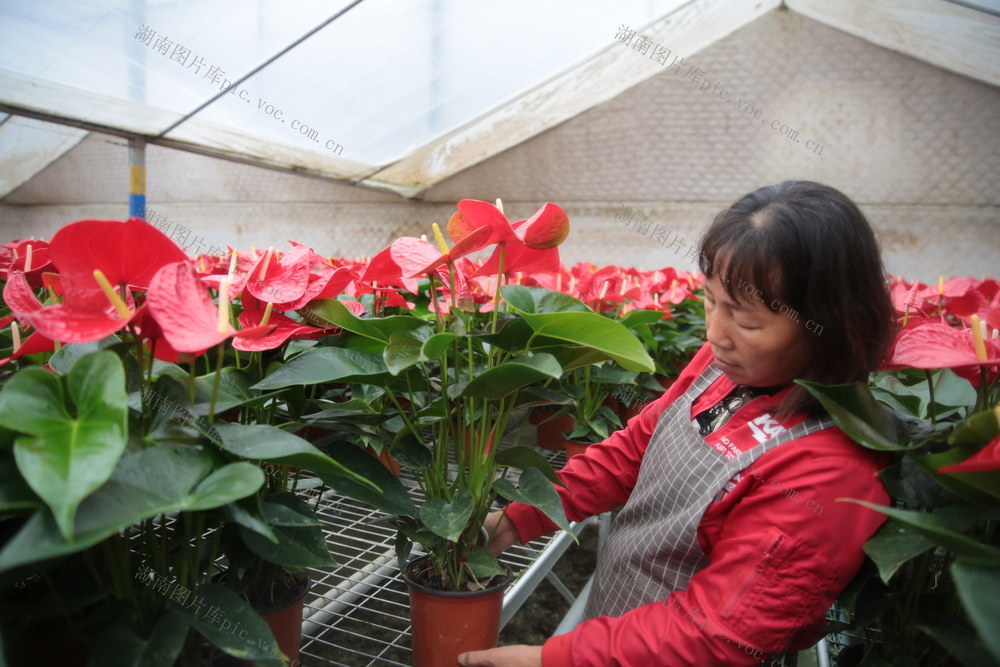 桂东普乐 红掌 乡村振兴 “致富花”