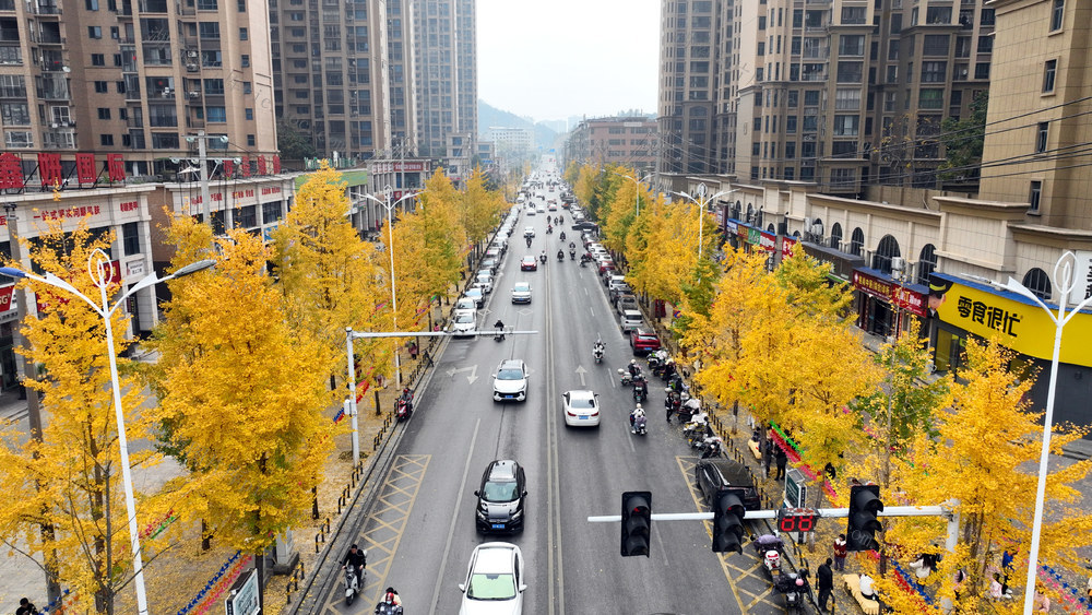 宁远 银杏 观赏 