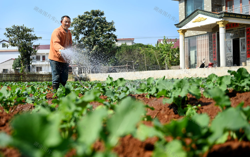 田间管理，冬季，农作物，油菜苗，浇水，农时，农业，越冬，油菜地，管护，效率，农民