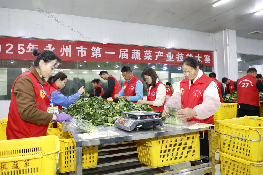 永州 第一届蔬菜产业 技能大赛 新田县 东升农场 