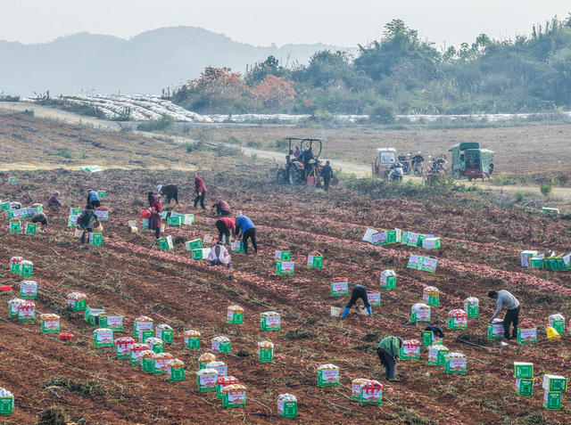 湖南道县：订单红薯 助农增收