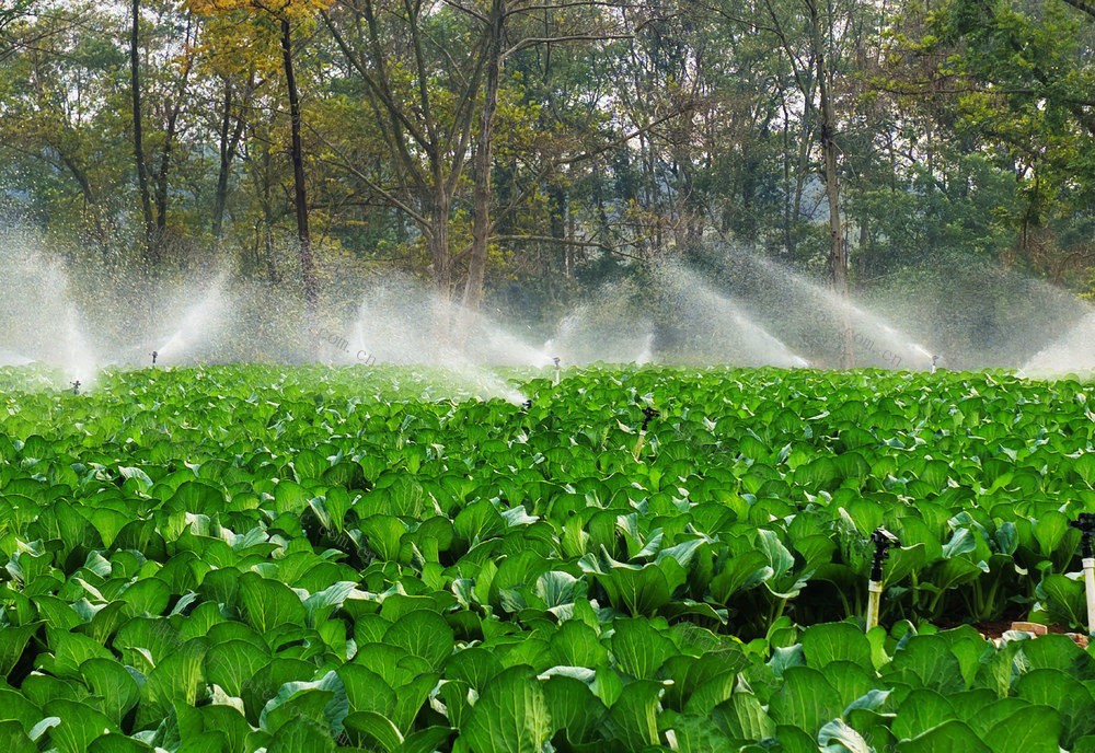 嘉禾：节水灌溉 助力增收