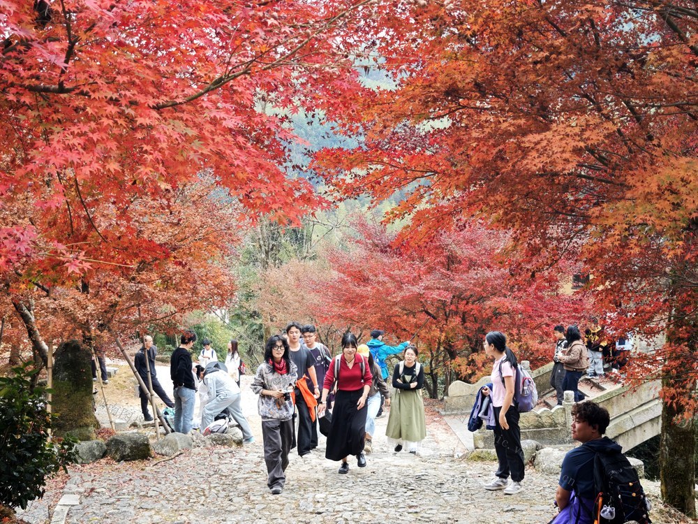 红枫  冬景  生态  旅游  消费  文旅  乡村  林地  资源  风景  蓝山  湖南  湘江源  蓝山谷  节气
