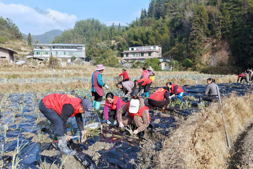 湖南桂东 产业振兴  “志愿红” 石菖蒲