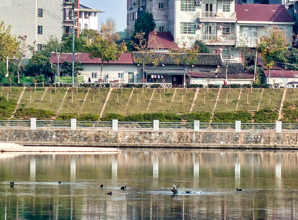 白骨顶鸡现身锦江河
