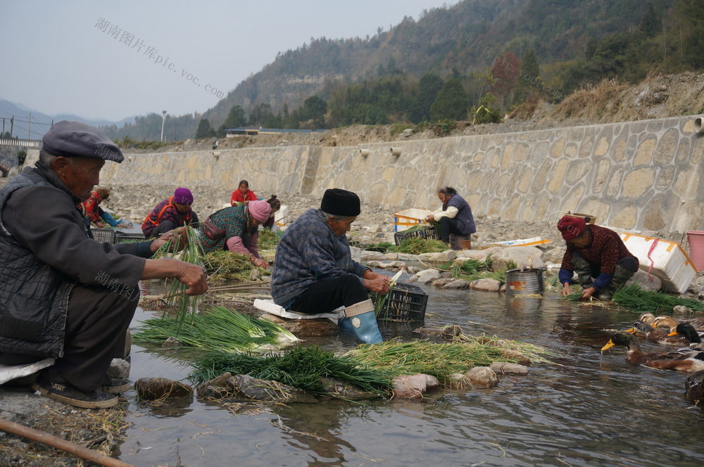 小香香葱大丰收