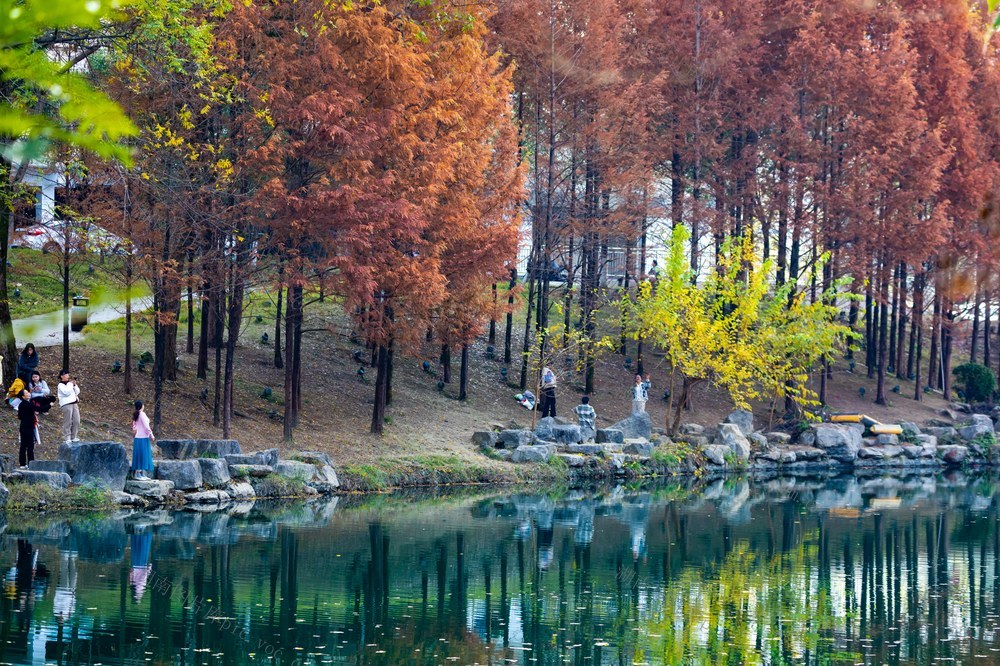水杉   河流   色彩   红色  冬日  湘西 