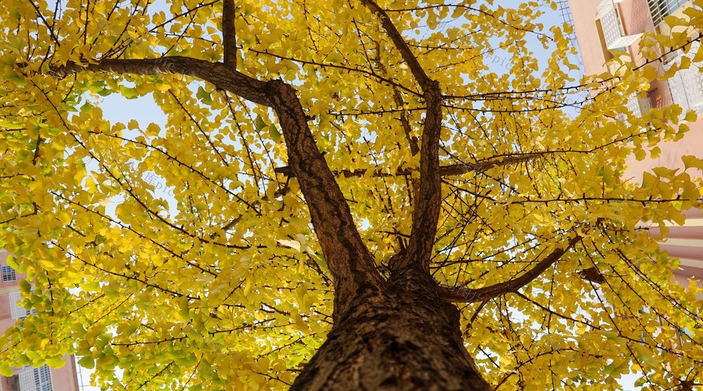 郴州 文化路 银杏