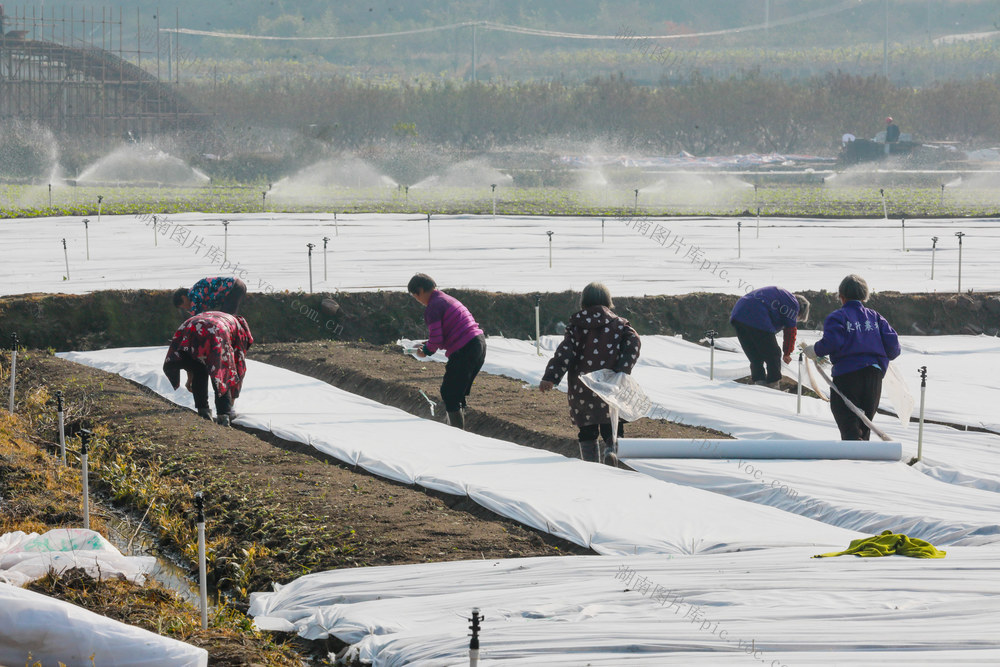 蔬菜  履膜  保温  科学种植  增收