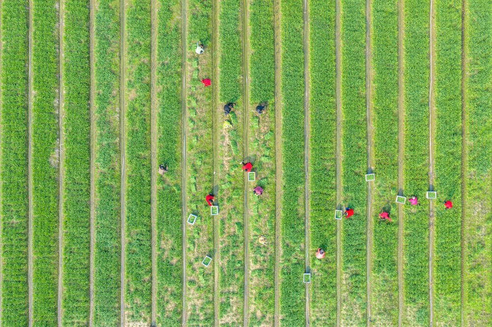 有机蔬菜 韭菜  采收  供应市场  
