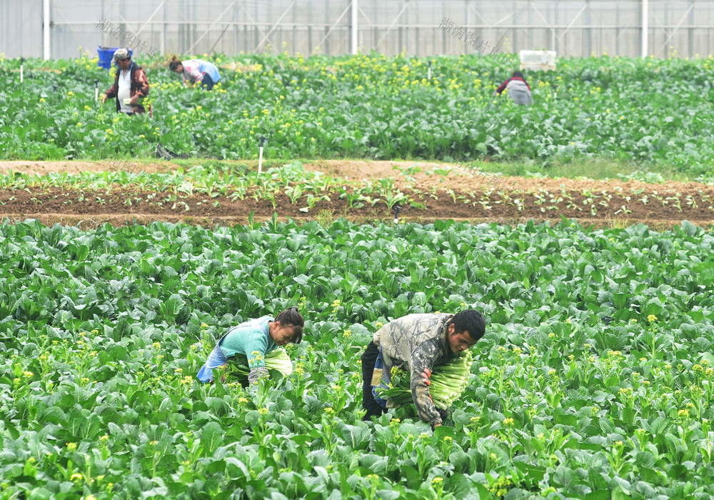 嘉禾：蔬菜采收  供应市场