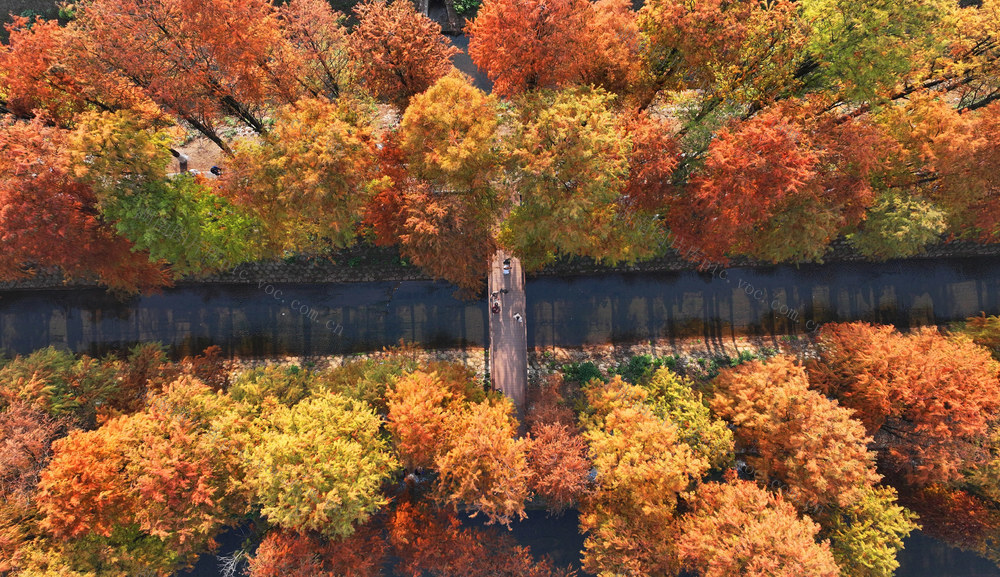 水杉 冬日 美景