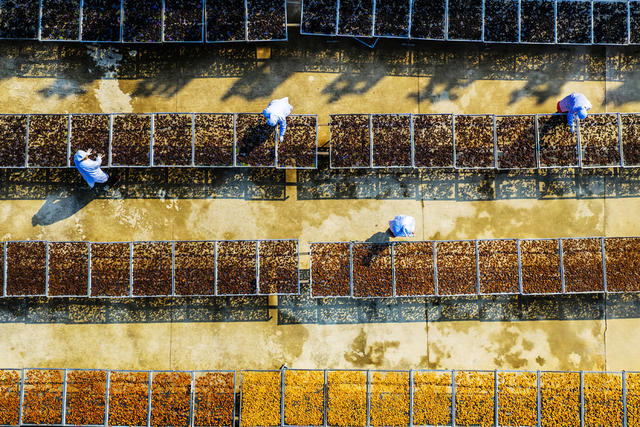 晾晒 药材 黄精 丰收 产业