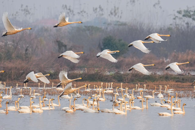 天鹅翔集洞庭湖